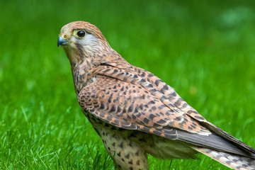 kestrel