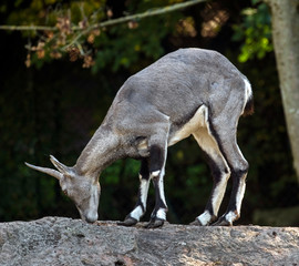 Blue sheep. Latin name - Pseudois nayaur