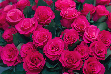 Large bouquet of beautiful purple roses close-up