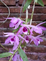 lilac flowers in the garden
Dendrobium anosmum