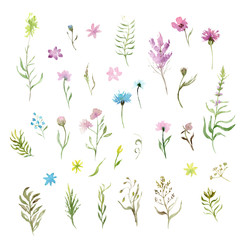 watercolor drawing: a set of wild grasses and flowers, sketch