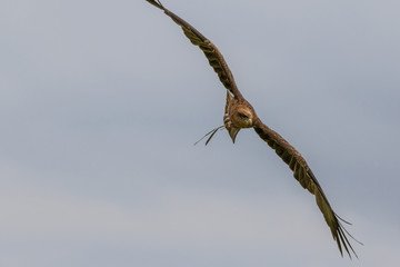Yellow Billed Kite