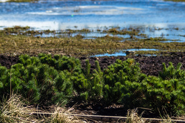 Northern landscape. Mountain pine close-up. Landscape with a stone, a river and stunted plants.