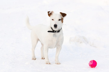 Jack Russell Terrier