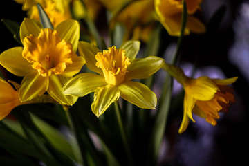 bouquet of bright yellow daffodils on a dark background close-up