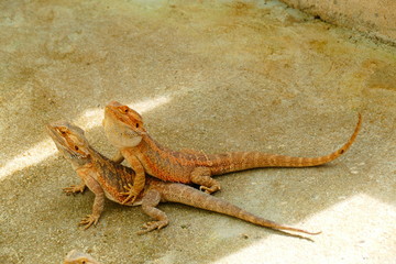 picture photo delightful beauty lizard on the background of wildlife