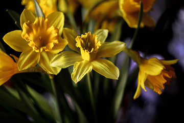 spring yellow flowers