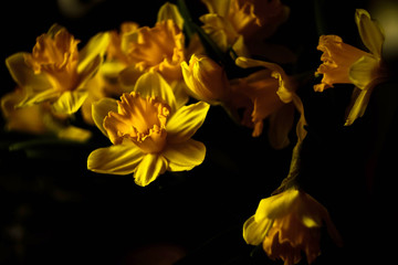 bright yellow daffodils on a dark background