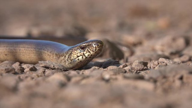 Blindschleiche&nbsp;(Anguis fragilis)