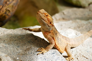 delightful beauty lizard on the background of wildlife