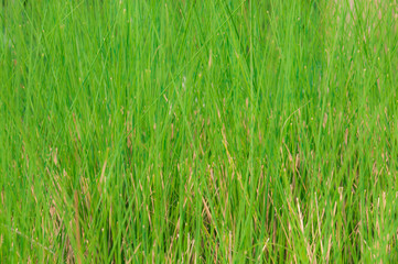 There are a lot of small tall and sharply green grass with closeup