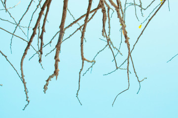 There are a lot of tree branch with no leaf and blue sky background