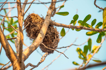 There are a lot of tree branch and some green leaves  with Bird's nest  and blue sky