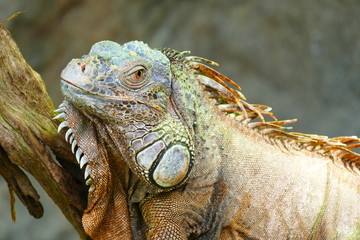 Fototapeta premium delightful beauty lizard on the background of wildlife