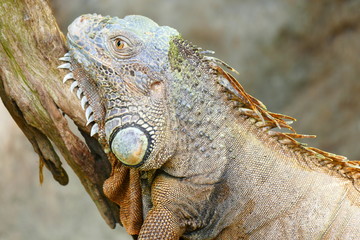 delightful beauty lizard on the background of wildlife