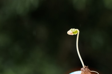 Seeding plant on clay Globe model on raining suny day on green grass, Green World Environment ecology day, Life on earth, Concept of new development for business leadership and strong in future
