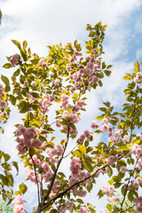 Branches of prink cherry tree flowers towards blue sky, close up of spring flowers in a sunny day