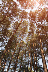 texture tree with sun light background