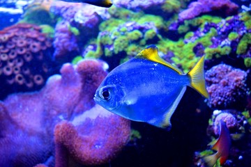 Monodactylidae is a family of perciform bony fish commonly referred to as monos, moonyfishes or...