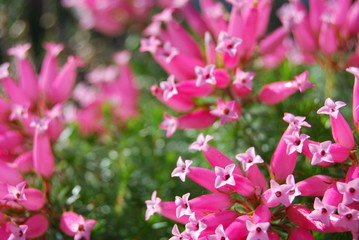 Südafrikanisches Heidekraut (Erica verticillata)
