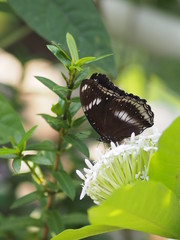Black Butterfly on the flower nature