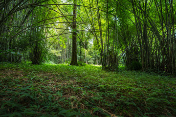 Fototapeta premium Bamboo forest