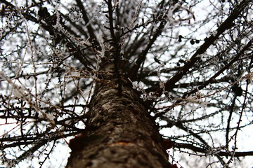 Fototapeta premium Frozen tree