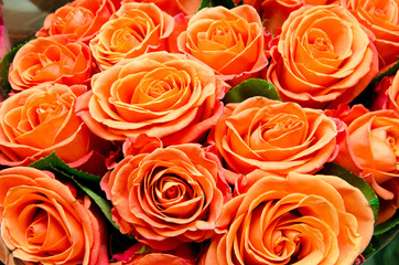 beautiful red roses, a lot of roses as a background