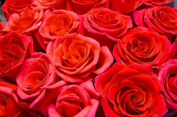 beautiful red roses, a lot of roses as a background