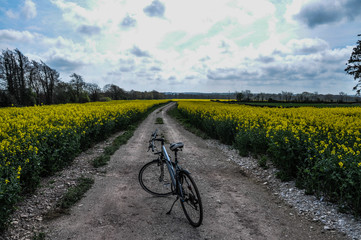 Fototapeta premium Canola field and bike