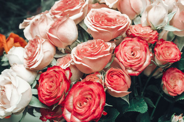 background of pink roses, red rose