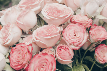 background of pink roses, red rose