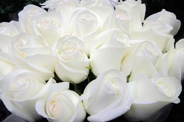 many white roses, white flowers background