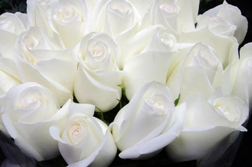 many white roses, white flowers background