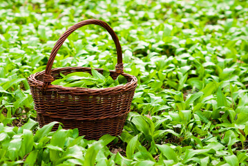 Fototapeta na wymiar wild garlic harvesting basket on ramson field