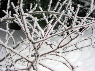 snow covered tree branches