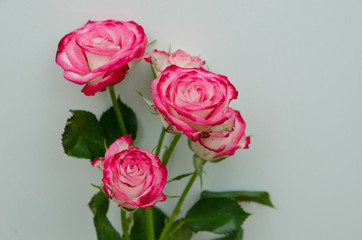 red roses on a white background