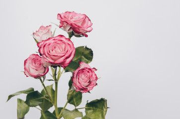 red shrub rose on a white background