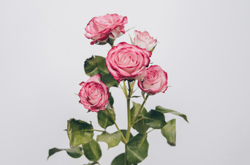 red shrub rose on a white background
