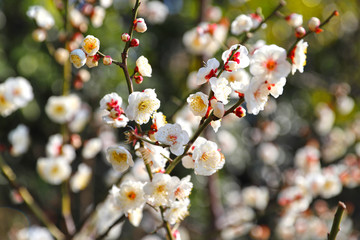 【日本の春】八重梅の花（白梅）