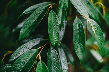 durian leaf with water drops