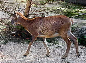 Young moufflon. Latin name - Ovis aries orientalis