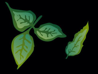 Vector Rose Green leaf floral botanical flower. Green engraved ink art. Isolated rose illustration element.