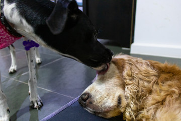 Cocker Spaniel old dog sleeping peacefully in bed while another licks it with affection