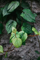 Betel Leaf