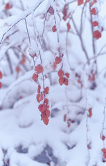 Winter snowing, branches with autumns leaves with snow covering. Snow drop on leafs in Moscow, Russia.