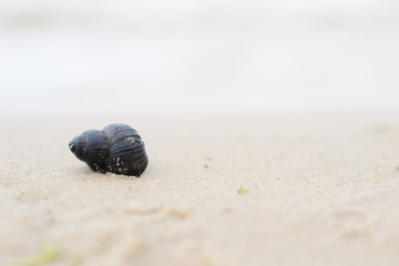 black swirl shell on white sand