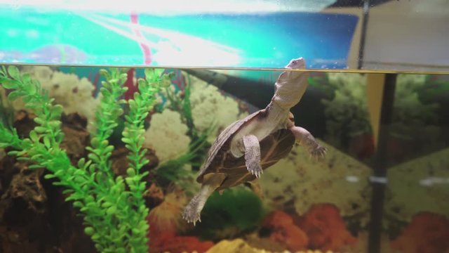 Small side-necked turtle swims in aquarium. 4k resolution.