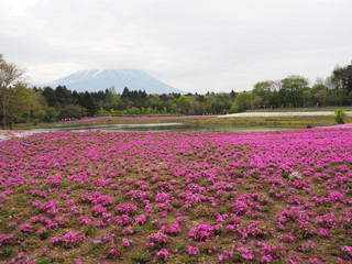 富士芝桜まつりにて