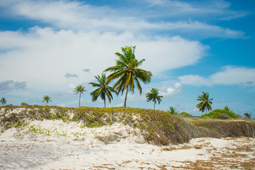 Coconut trees by the shore at Praia do Sossego (Sossego beach) on Itamaraca island (Pernambuco,...